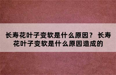 长寿花叶子变软是什么原因？ 长寿花叶子变软是什么原因造成的